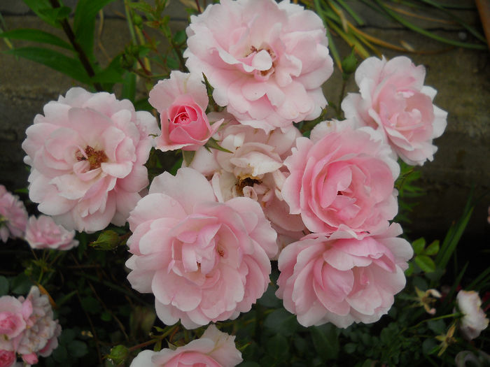 DSCN3761_005