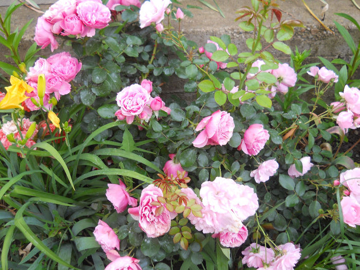 DSCN3763_007