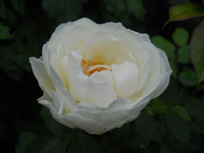 DSCN3764_008