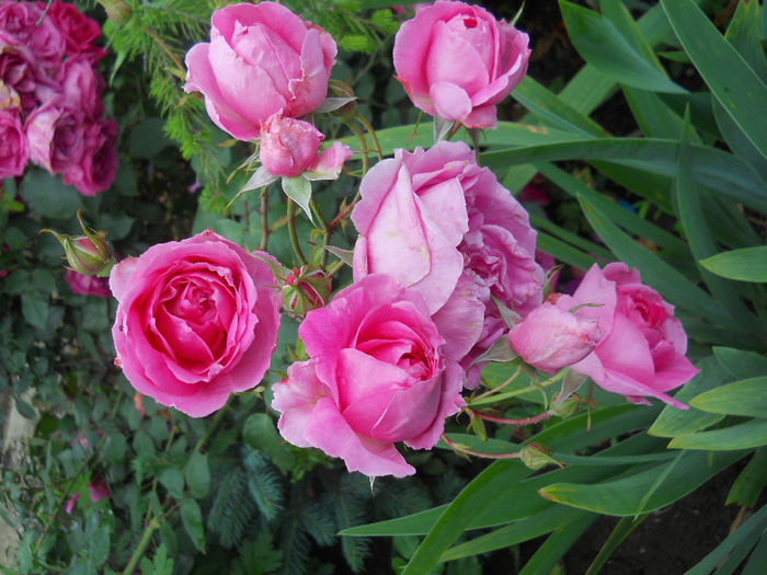 DSCN3766_010