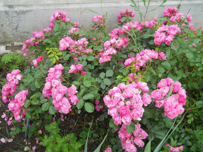 DSCN3767_011