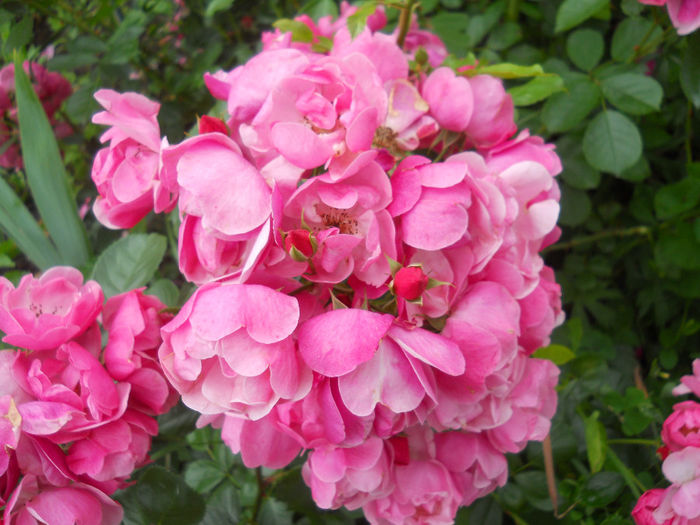 DSCN3768_012