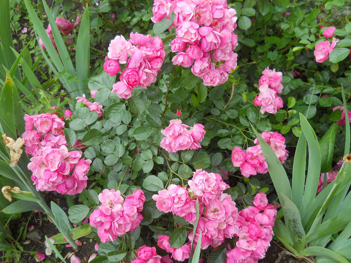 DSCN3769_013
