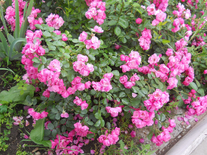 DSCN3770_014