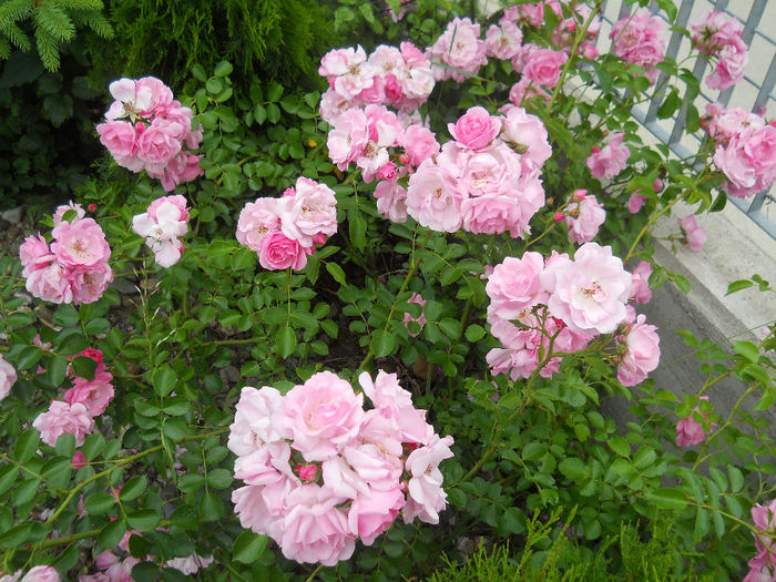 DSCN3773_017
