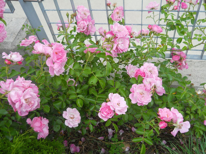 DSCN3774_018