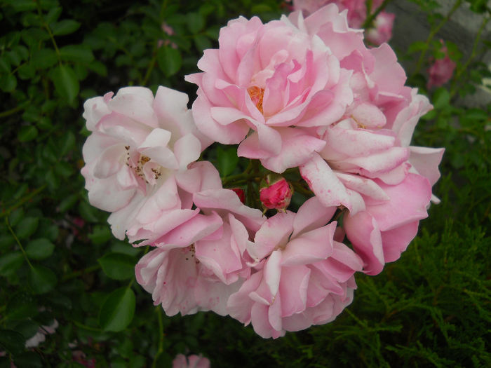 DSCN3775_019
