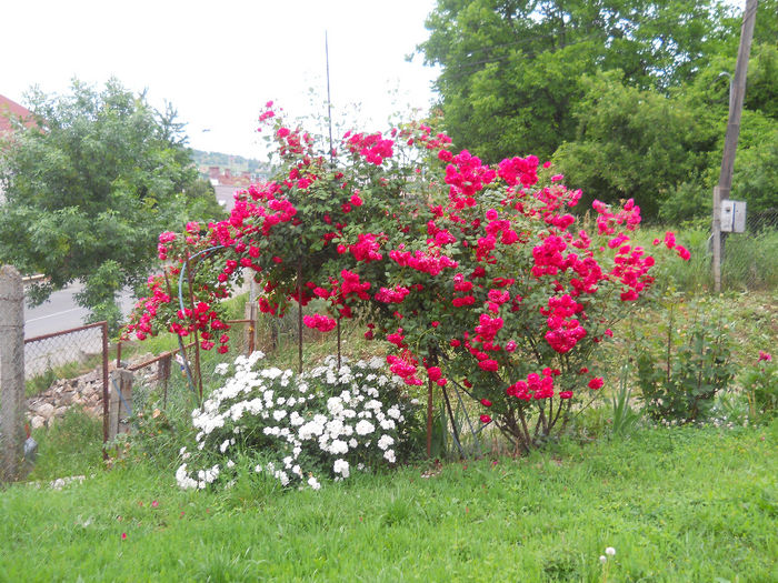 DSCN3776_020
