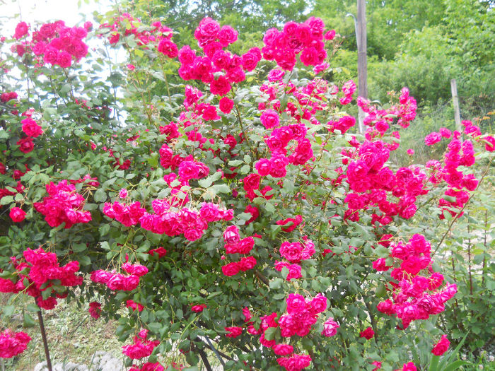 DSCN3777_021