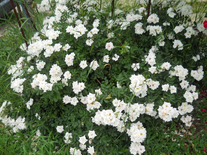 DSCN3778_022