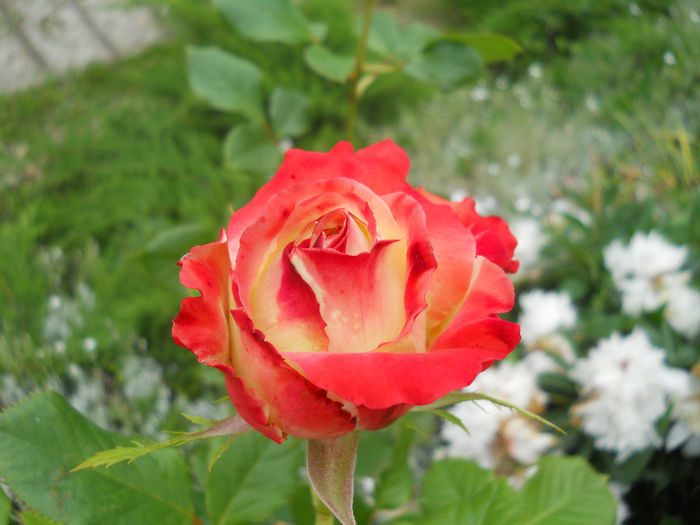DSCN3783_027