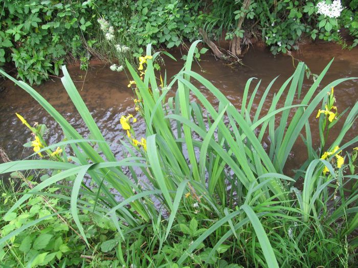  - Diverse 1 - Plimbari