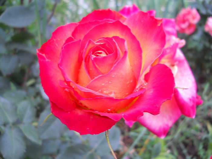 DSCN3790_034