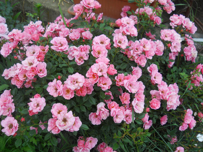 DSCN3793_037