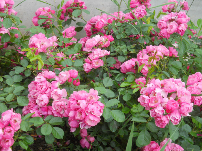 DSCN3794_038