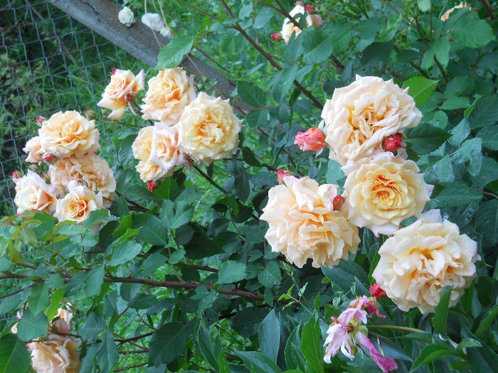 DSCN3799_043