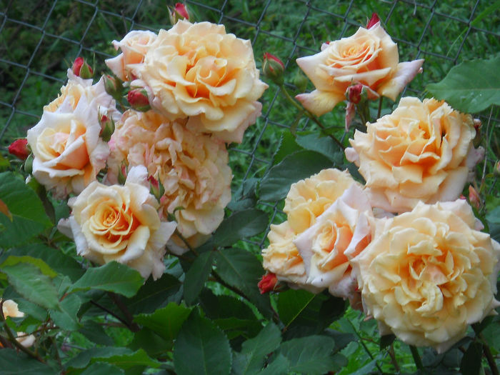 DSCN3801_045