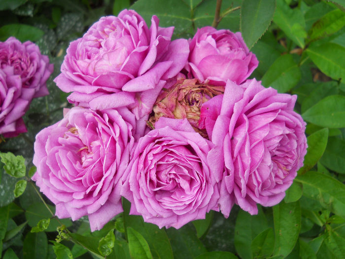 DSCN3802_046