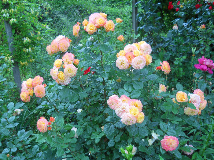 DSCN3804_048
