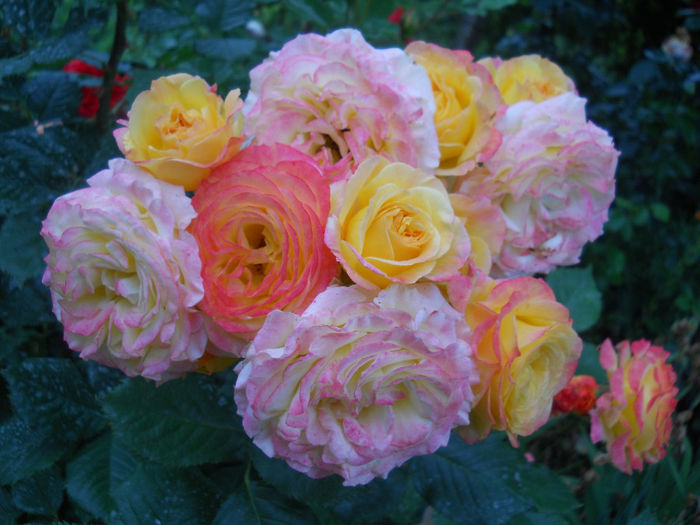 DSCN3806_050