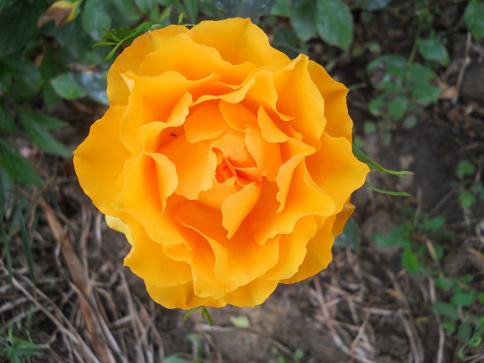 DSCN3809_053