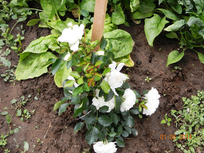 Trandafir catarator; Pe eticheta era rosu dar a inflorit alb
