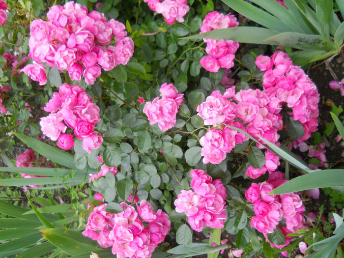 DSCN3836_080