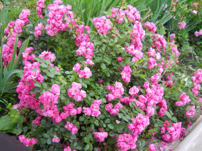DSCN3837_081