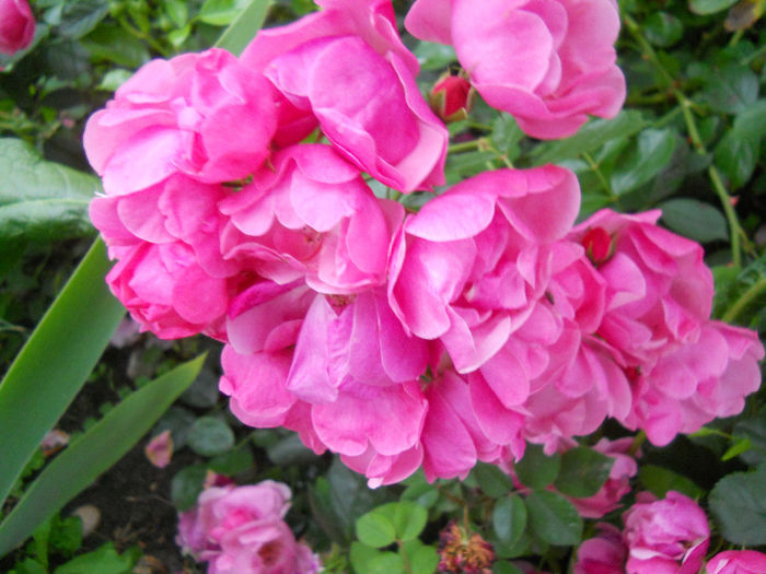 DSCN3838_082