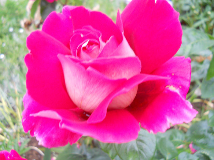DSCN3842_086 - trandafiri 2014