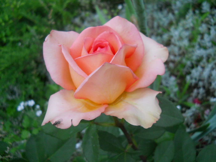 DSCN3843_087 - trandafiri 2014
