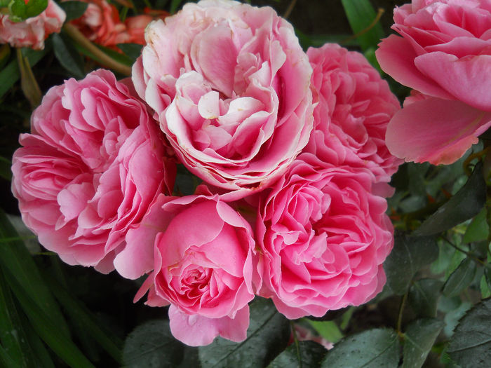 DSCN3856_100