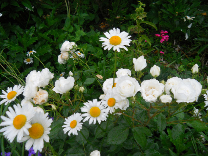 DSCN3863_107