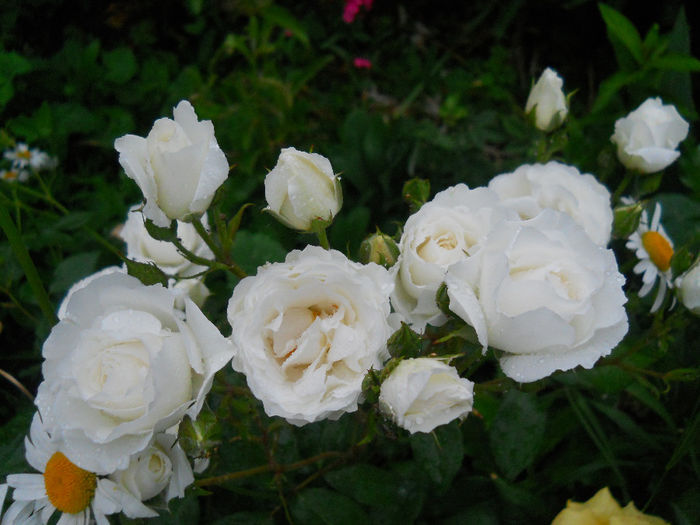 DSCN3864_108
