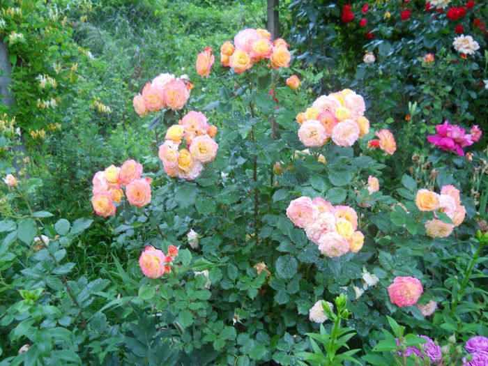 DSCN3865_109