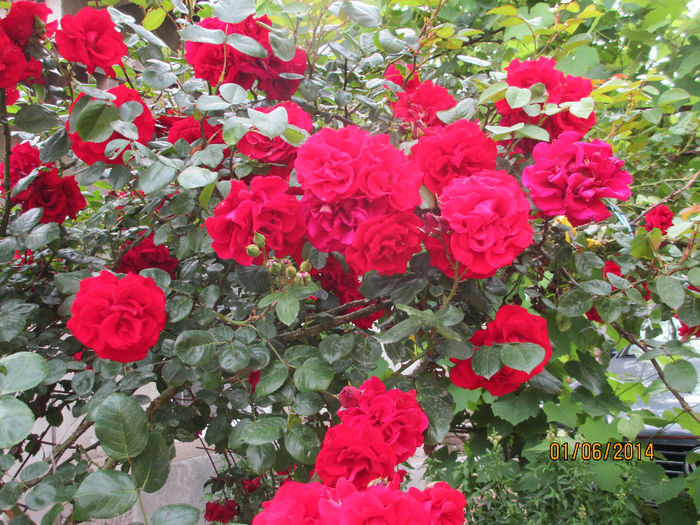IMG_2242 - trandafirii mei  2014