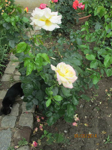IMG_2255 - trandafirii mei  2014