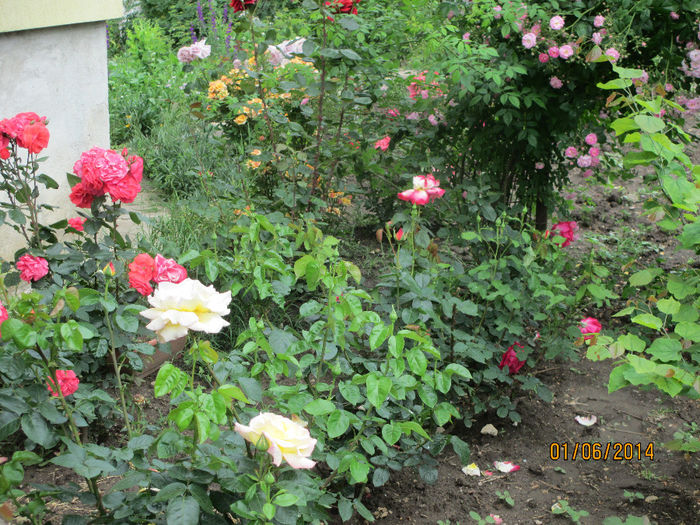 IMG_2271 - trandafirii mei  2014