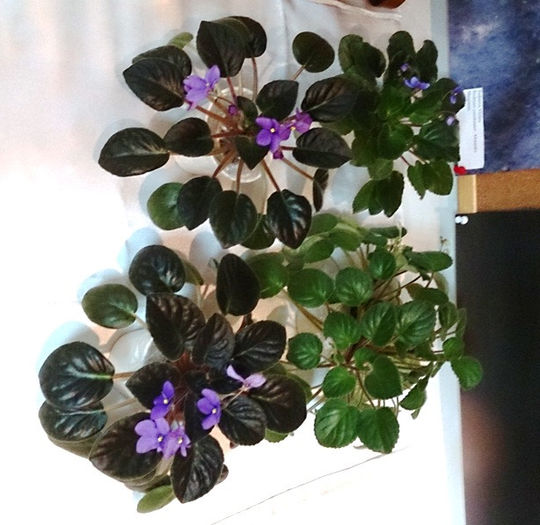 DSC_0043 - EXPOZITIE DE VIOLETE AFRICANE SI ALTE GESNERIACEAE 23-25 MAI 2014