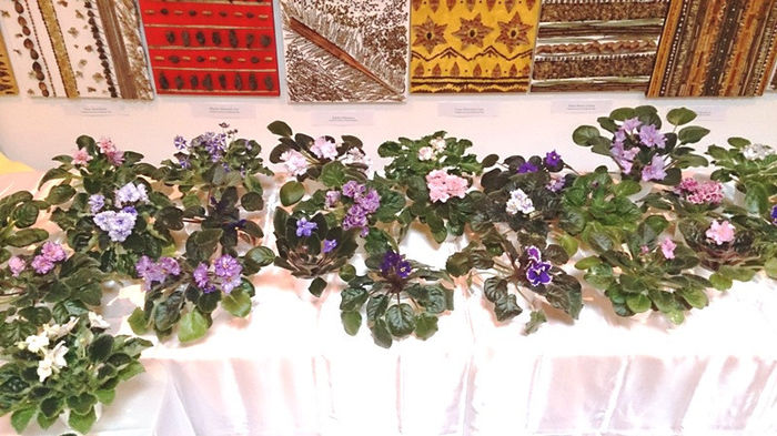 DSC_0045 - EXPOZITIE DE VIOLETE AFRICANE SI ALTE GESNERIACEAE 23-25 MAI 2014