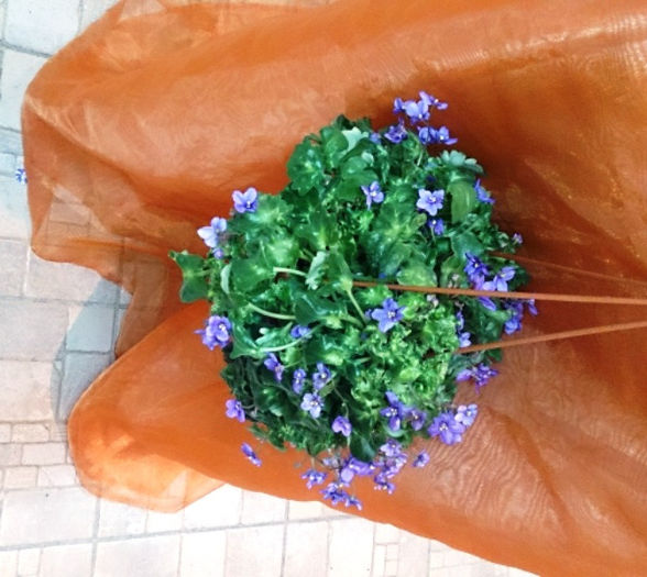 DSC_0046 - EXPOZITIE DE VIOLETE AFRICANE SI ALTE GESNERIACEAE 23-25 MAI 2014