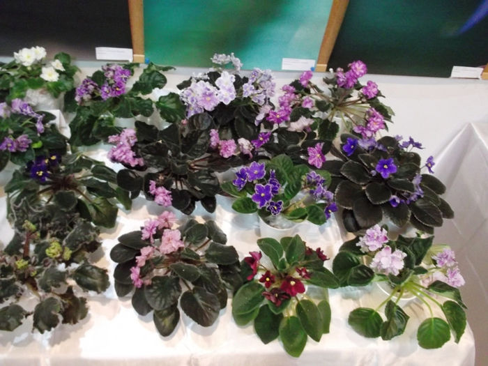 DSCF2186 - EXPOZITIE DE VIOLETE AFRICANE SI ALTE GESNERIACEAE 23-25 MAI 2014