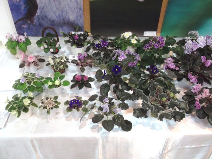 DSCF2187 - EXPOZITIE DE VIOLETE AFRICANE SI ALTE GESNERIACEAE 23-25 MAI 2014