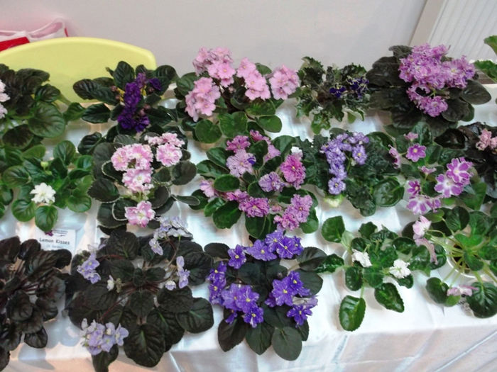 DSCF2189 - EXPOZITIE DE VIOLETE AFRICANE SI ALTE GESNERIACEAE 23-25 MAI 2014