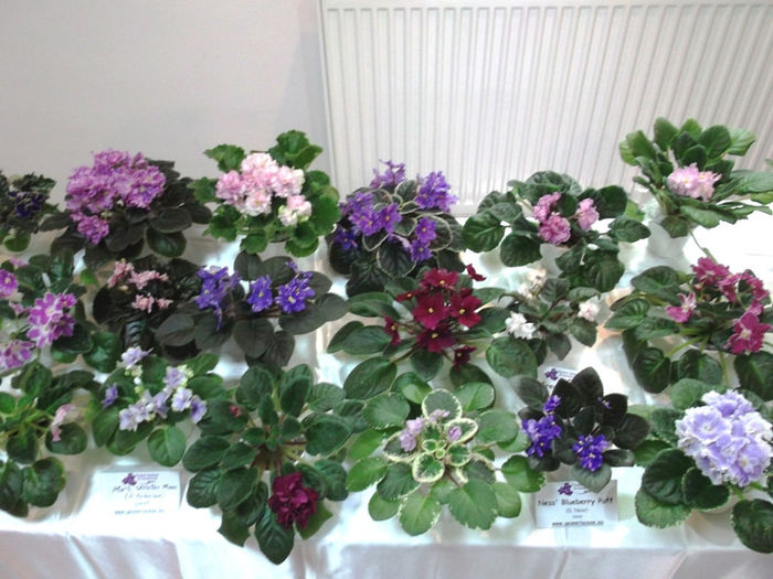 DSCF2190 - EXPOZITIE DE VIOLETE AFRICANE SI ALTE GESNERIACEAE 23-25 MAI 2014