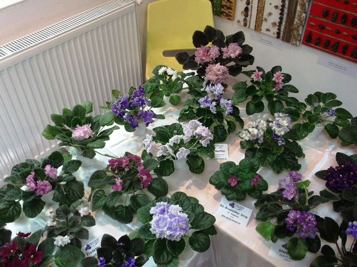 DSCF2191 - EXPOZITIE DE VIOLETE AFRICANE SI ALTE GESNERIACEAE 23-25 MAI 2014