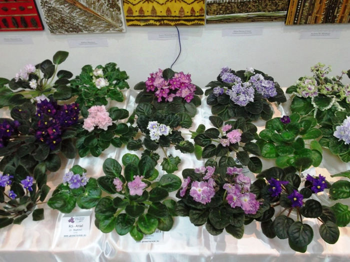 DSCF2192 - EXPOZITIE DE VIOLETE AFRICANE SI ALTE GESNERIACEAE 23-25 MAI 2014