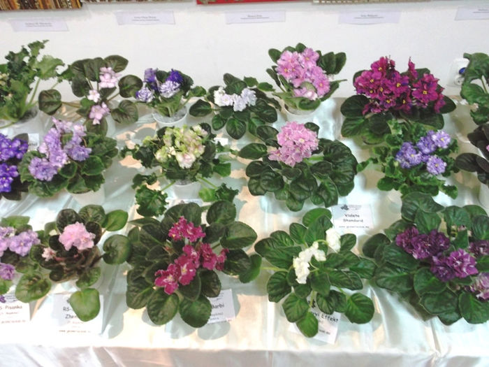 DSCF2194 - EXPOZITIE DE VIOLETE AFRICANE SI ALTE GESNERIACEAE 23-25 MAI 2014