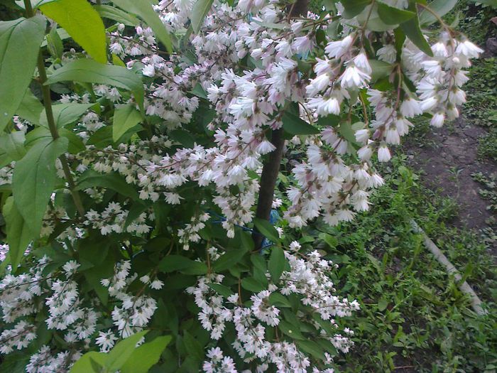 Deutzia