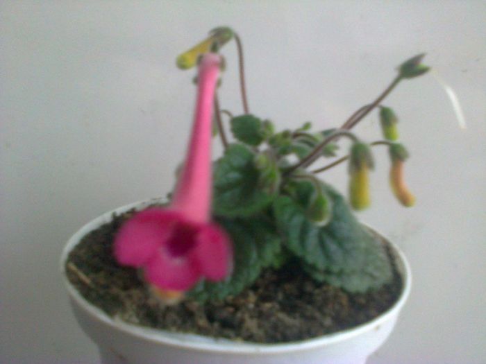 Super Pink - A-Flori 2014